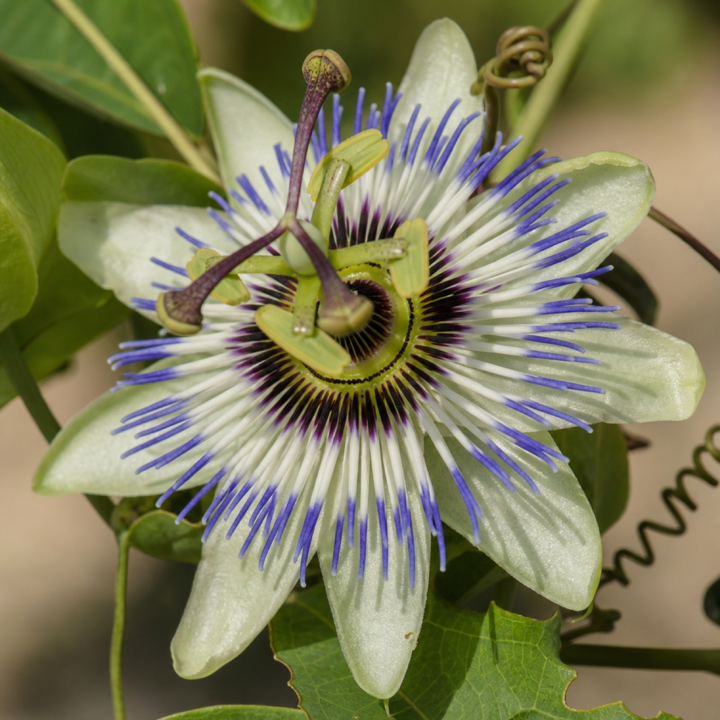 Flor de la pasión (Passiflora), origen botánico del maracuyá